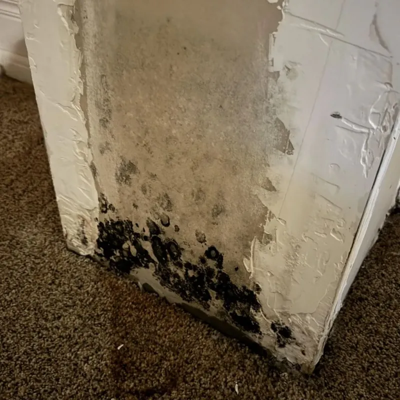 Professional Mold Removal in Sandy Hook, KY